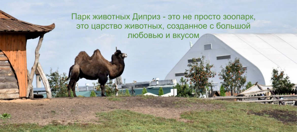 диприз