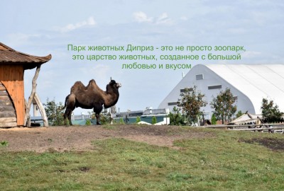 диприз