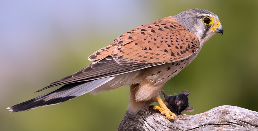 cernícalo_común_falco_tinnunculus_canariensis