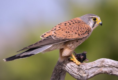 cernícalo_común_falco_tinnunculus_canariensis
