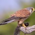 cernícalo_común_falco_tinnunculus_canariensis